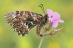Zerynthia cassandra Zerynthia cassandra