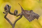 Libythea celtis Libythea celtis