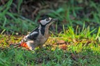 Picchio-rosso-maggiore_DSC03616 Picchio-rosso-maggiore_DSC03616