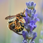 Imenotteri in accoppiamento Imenotteri in accoppiamento