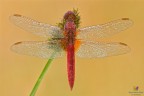 Crocothemis erythraea Crocothemis erythraea