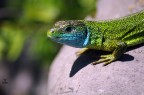 Pentax Kr
ob 70-300 (300mm)
t 1/750,  f 6,7,  ISO 200

Di questo animali (questo  un bel maschietto) in Carso ne ho sentiti tantissimi nelle mie passeggiate, intravisti alcuni, che si nascondevano nel sottobosco, ma non ero mai riuscito a fotografarne nessuno!