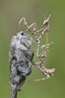 Empusa pennata in arrampicata Empusa pennata in arrampicata