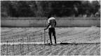 campagna indolente campagna indolente