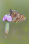 Melitaea-athalia_DSC00043 Melitaea-athalia_DSC00043