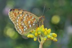 Argynnis-niobe_DSC00103 Argynnis-niobe_DSC00103