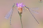 Lestes barbarus ² Lestes barbarus ²