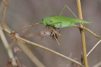 Tettigonia viridissima Tettigonia viridissima