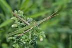 Acrida ungarica Acrida ungarica