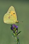 Colias crocea su erba medica Colias crocea su erba medica