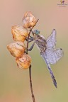 Orthetrum cancellatum Orthetrum cancellatum