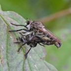 Asilidi in accoppiamento Asilidi in accoppiamento