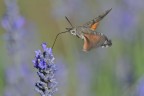 Macroglossum Macroglossum