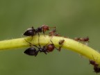 Formiche e afidi Formiche e afidi