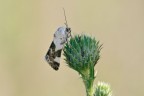 Acontia lucida Acontia lucida