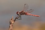 DragonFly_Ago2024 DragonFly_Ago2024