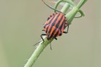 Graphosoma lineatus Graphosoma lineatus