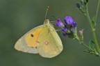 Colias crocea in alimentazione Colias crocea in alimentazione