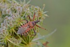 Rhynocoris iracundus (cimice assassina) Rhynocoris iracundus (cimice assassina)
