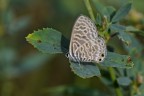 Leptotes pirithous Leptotes pirithous