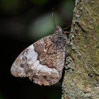 Hipparchia fagi Hipparchia fagi