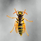 Vitino da vespa Vitino da vespa