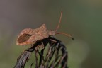 Coreus marginatus Coreus marginatus