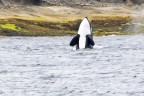 Orca Orca