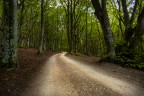 c'è una strada nel bosco c'è una strada nel bosco
