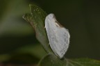 Piccola falena Piccola falena