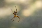 Macrofotografiamo ... il ragno crociato Macrofotografiamo ... il ragno crociato