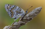 Melitaea phoebe Melitaea phoebe