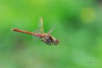 Sympetrum-striolatum_DSC06178 Sympetrum-striolatum_DSC06178