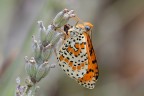 Melitaea appena sfarfallata Melitaea appena sfarfallata