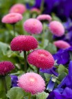 colori colori