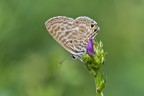 Leptotes pirithous Leptotes pirithous