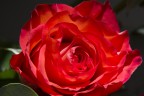 Rose rosse per te ... Rose rosse per te ...