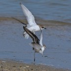 Fratini in lite Fratini in lite