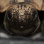 appena nata appena nata