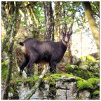 camoscio nel bosco in controluce camoscio nel bosco in controluce