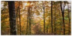 controluce nel bosco d'ottobre