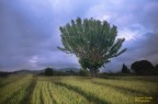 Campo con albero Campo con albero