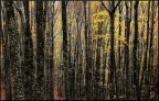 i colori dell'autunno... i colori dell'autunno...