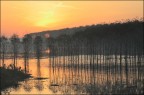 alba pioppi e piena alba pioppi e piena