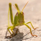 Smeraldo #2 Smeraldo #2