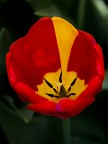 tulipano ROMANISTA? tulipano ROMANISTA?