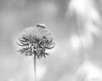 1/320
f 5,6
iso 800