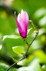 Magnolia cinese Magnolia cinese