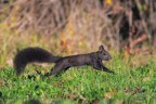 Scoiattolo-comune_DSC00738 Scoiattolo-comune_DSC00738