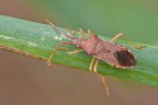 Coreus marginatus Coreus marginatus
